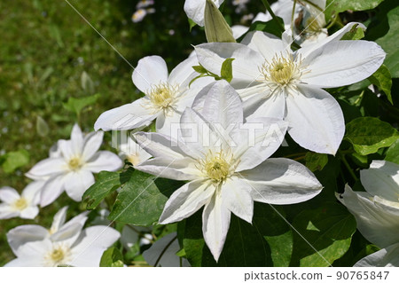 鐵線蓮(毛茛科)的白花 鐵線蓮(毛茛科)的白花 90765847