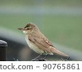 The whole picture of the Oriental reed warbler holding on to the upper part of the fence 90765861
