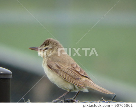 東方葦鶯扶著籬笆上半部的全圖 90765861