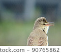 Sideways upper body of Oriental reed warbler 90765862