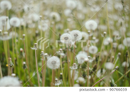 Ripe dandelions in summer in the field. Dandelion flowers blossom. Summer natural background. Ripe dandelions in summer in the field. Dandelion flowers blossom. Summer natural background. 90766039