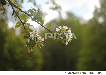Springtime concept with blooming tree branch by blurred background 90766050