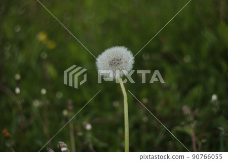 Dandelion seed pod, summer nature background. Dandelion blowball with seeds, closeup photo 90766055