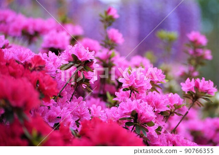 Brightly blooming azalea (pink) 90766355