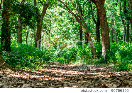 Fresh green forest early summer image 90766393
