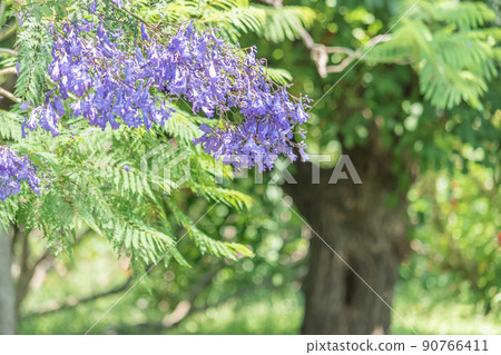 Jacaranda (Jarakanda) Jacaranda (Jarakanda) 90766411