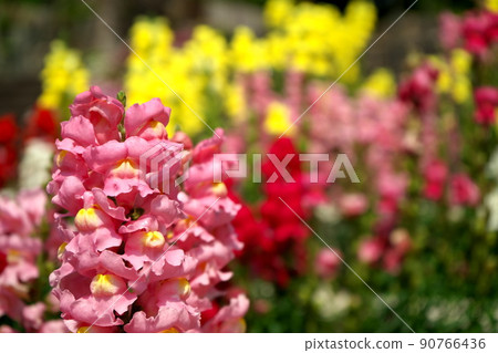 Fragrance of goldfish 90766436