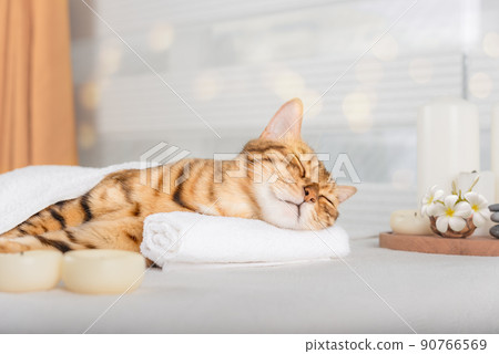 Cute domestic cat enjoys treatments at the spa. Cute domestic cat enjoys treatments at the spa. 90766569