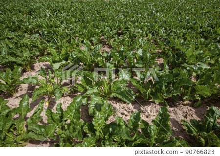 green tops of sugar beet grown in the field green tops of sugar beet grown in the field 90766823