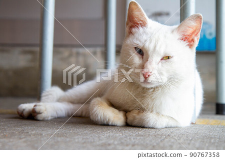 cat, cats, kitty 90767358