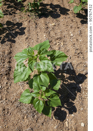green sunflower sprouts on a mixed agricultural field 90767432