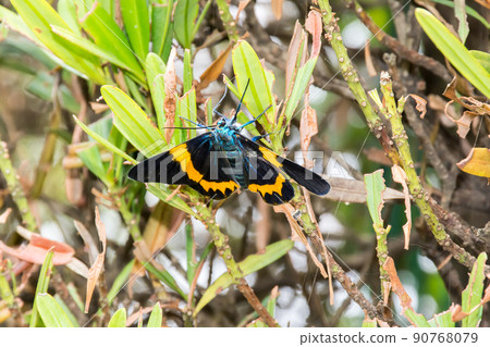 橙帶藍尺蛾 90768079