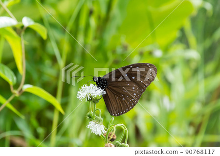Heterospermia Butterfly Heterospermia Butterfly 90768117