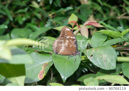 幻紫斑蛺蝶 90768119