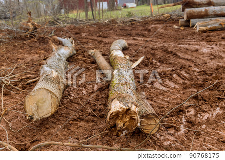 Trees that have been felled cut into logs to clear land for new development in construction site Trees that have been felled cut into logs to clear land for new development in construction site 90768175
