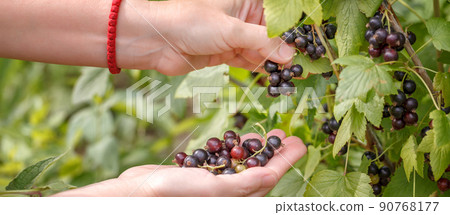 Women s hands closeup collect black currants. Panoramic photo Women s hands closeup collect black currants. Panoramic photo 90768177