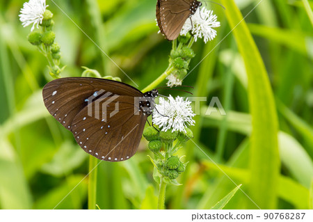 雙標紫斑蝶 90768287