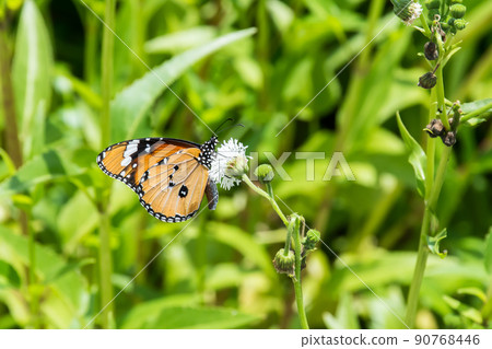 monarch butterfly 90768446