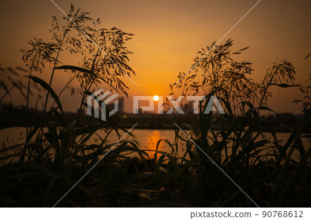 江戶川的夏日夕陽 90768612
