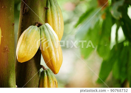 Yellow cocoa pods harvest background 90768732