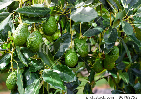 green Hass Avocados fruit hanging in the tree green Hass Avocados fruit hanging in the tree 90768752