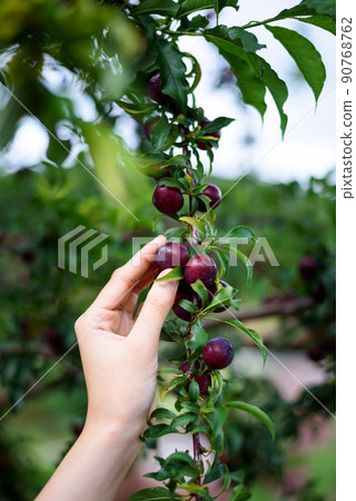 woman hand holding ripe red plums fruit from tree branch in the orchard 90768762