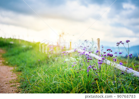 dirt path through blooming verbena flower field in the morning with warming light of sunrise dirt path through blooming verbena flower field in the morning with warming light of sunrise 90768783