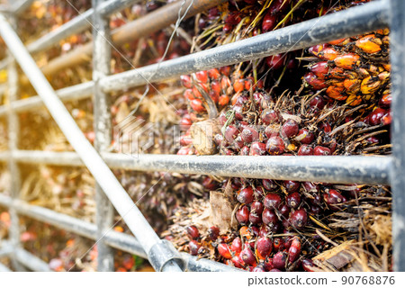 ripe palm oil fruit background from truck. 90768876