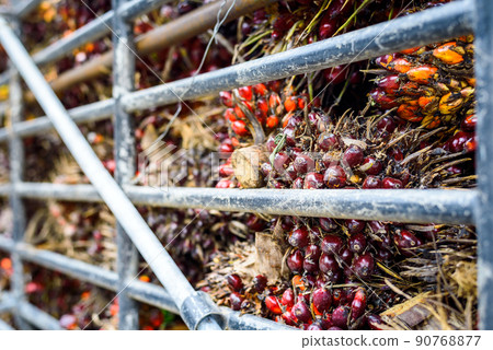 ripe palm oil fruit background from truck. 90768877