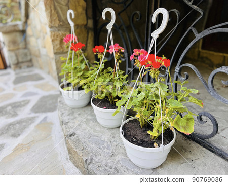 Red geraniums flowers in hanging pot. Beautiful flowers. Selective focus 90769086