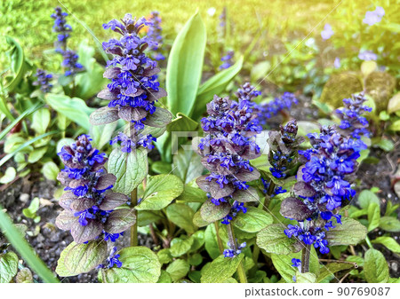Ajuga reptans flowers in a spring garden. Bugleherb. Selective focus Ajuga reptans flowers in a spring garden. Bugleherb. Selective focus 90769087