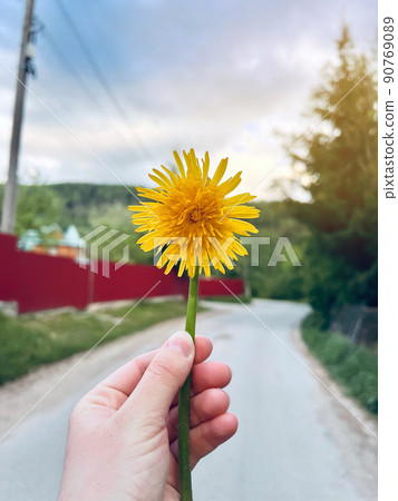 Yellow flowers dandelion in the hand. Selective focus 90769089