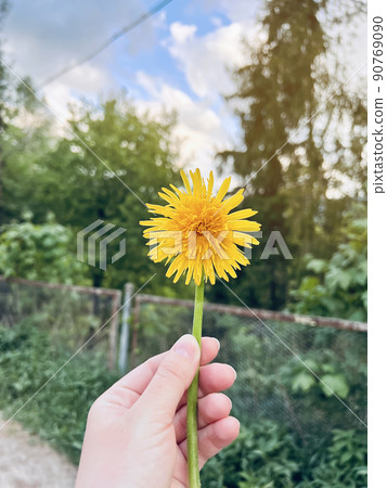 Yellow flowers dandelion in the hand. Selective focus Yellow flowers dandelion in the hand. Selective focus 90769090