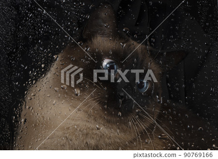A beautiful Siamese blue-eyed cat looks at drops of water flowing from the glass. 90769166