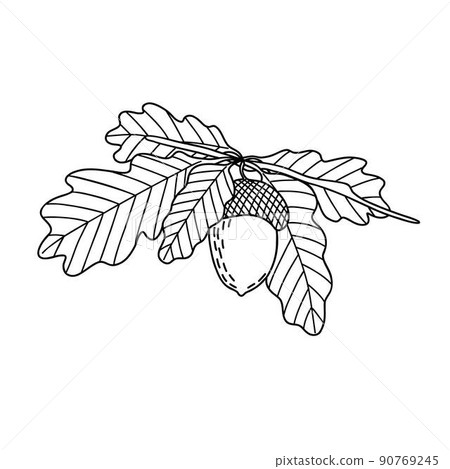 Acorn, oak tree seed and leaves branch, simple hand drawn outline vector illustration, autumn fall design element Acorn, oak tree seed and leaves branch, simple hand drawn outline vector illustration, autumn fall design element 90769245