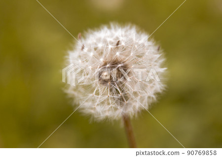 white dandelion with seeds. Invitation, card, copy space for text, pattern, wallpaper, banner, cover, mockup, for your design, horizontal white dandelion with seeds. Invitation, card, copy space for text, pattern, wallpaper, banner, cover, mockup, for your design, horizontal 90769858