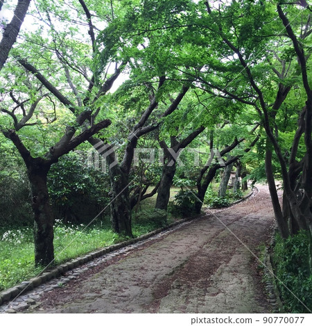 鎌倉山道、鎌倉森林、鎌倉的森林浴療愈 鎌倉山道、鎌倉森林、鎌倉的森林浴療愈 90770077