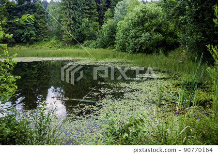 lake in the forest 90770164