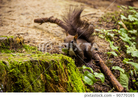 a carpathian squirell 90770165