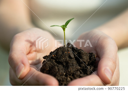 Small green seedling in handful of soil on woman palms macro Small green seedling in handful of soil on woman palms macro 90770225