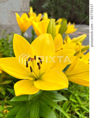 Yellow lily, brightly colored flowers, yellow type of easter lily, lily flower in full bloom 90770337