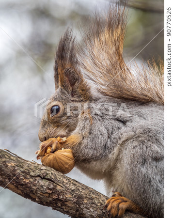 The squirrel with nut sits on a branches in the spring or summer. The squirrel with nut sits on a branches in the spring or summer. 90770526