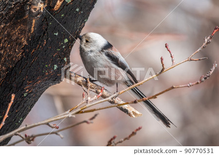 European long-tailed tit, latin name Aegithalos caudatus. A bird sitting on a branch in a deciduous forest. European long-tailed tit, latin name Aegithalos caudatus. A bird sitting on a branch in a deciduous forest. 90770531