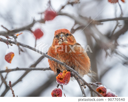 Red Crossbill male sitting on the tree branch and eats wild apple berries. Crossbill bird eats berries. Red Crossbill male sitting on the tree branch and eats wild apple berries. Crossbill bird eats berries. 90770540