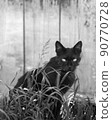 a black domestic or stray cat peeks. a photo. black and white 90770728