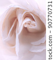 fading cream rose macro. a photo. 90770731