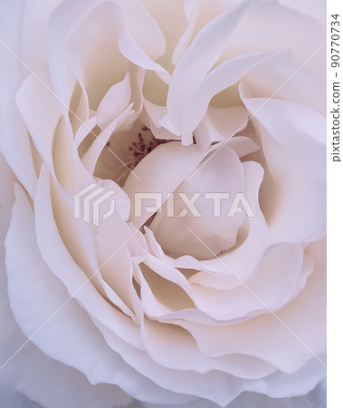 fresh pink rose bud macro. card. a photo. fresh pink rose bud macro. card. a photo. 90770734