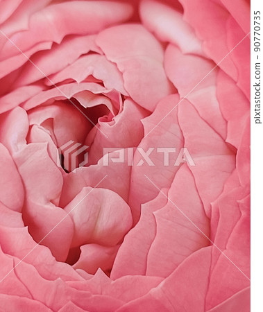 fresh pink rose bud macro. card. a photo. 90770735