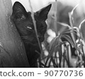 a black domestic or stray cat peeks. a photo. black and white 90770736