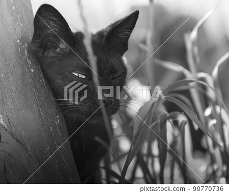 a black domestic or stray cat peeks. a photo. black and white 90770736